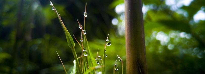 Goutte eau nature